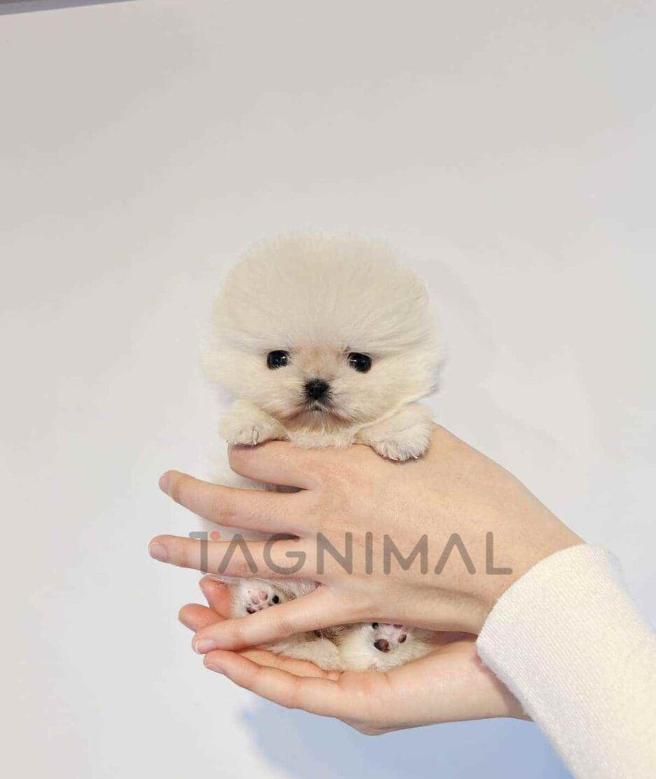 Pomeranian puppy for sale, dog for sale at Tagnimal