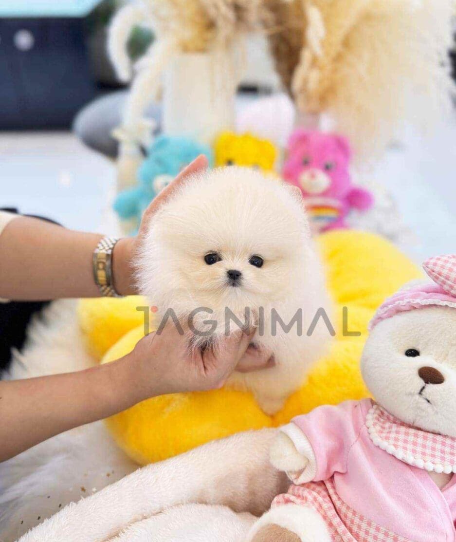 Pomeranian puppy for sale, dog for sale at Tagnimal