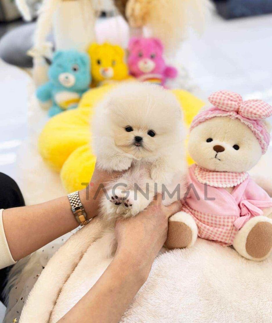 Pomeranian puppy for sale, dog for sale at Tagnimal