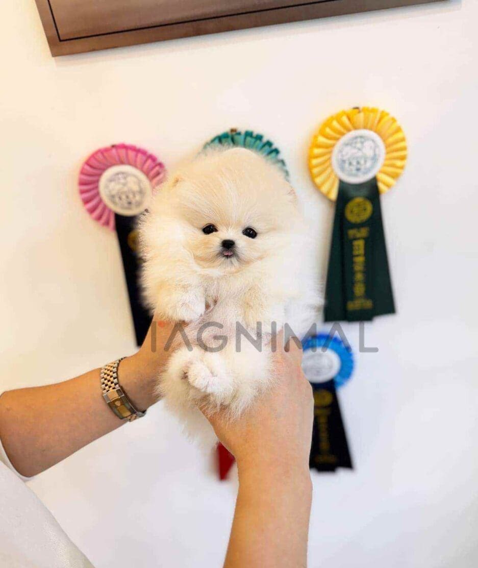 Pomeranian puppy for sale, dog for sale at Tagnimal