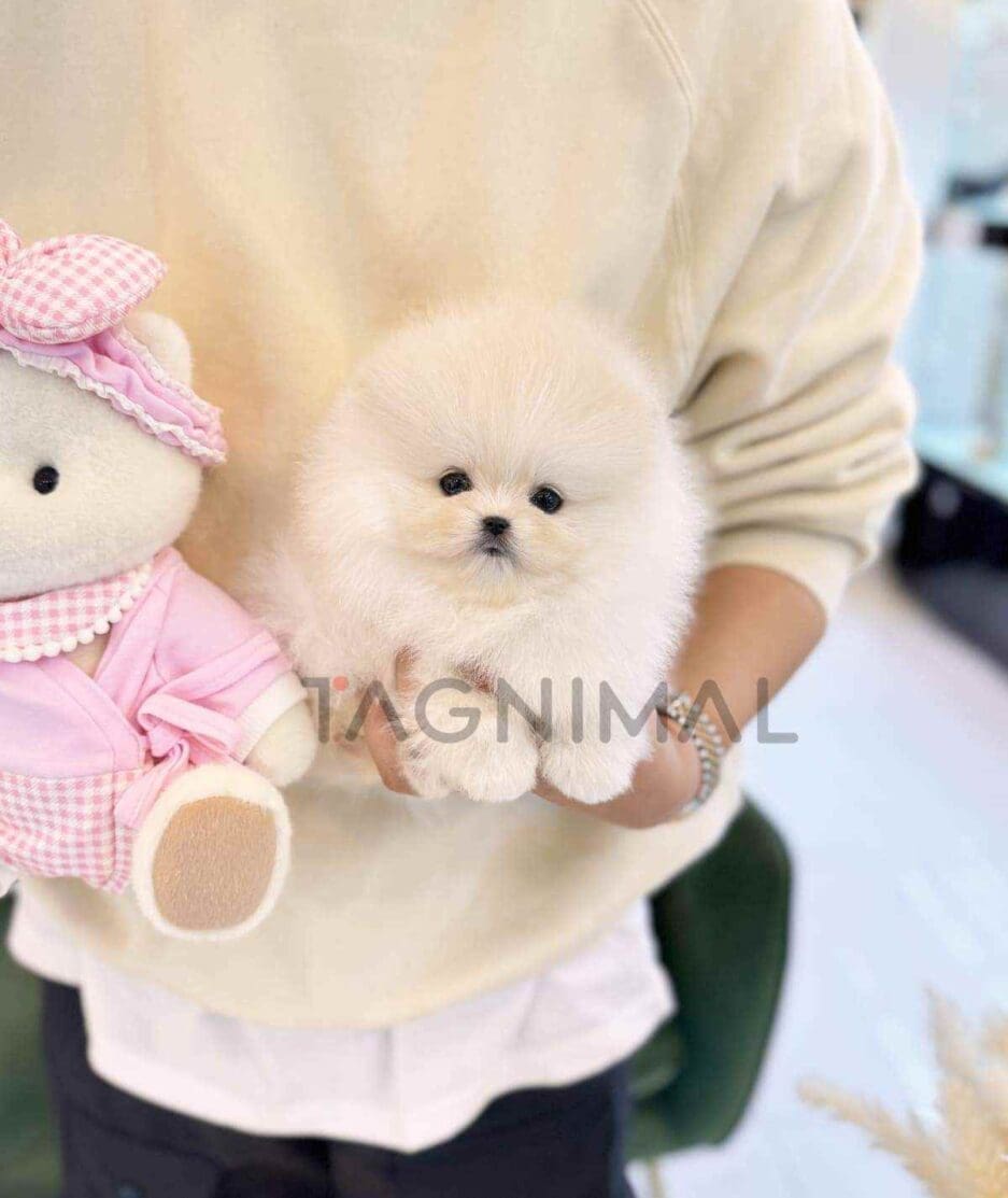 Pomeranian puppy for sale, dog for sale at Tagnimal