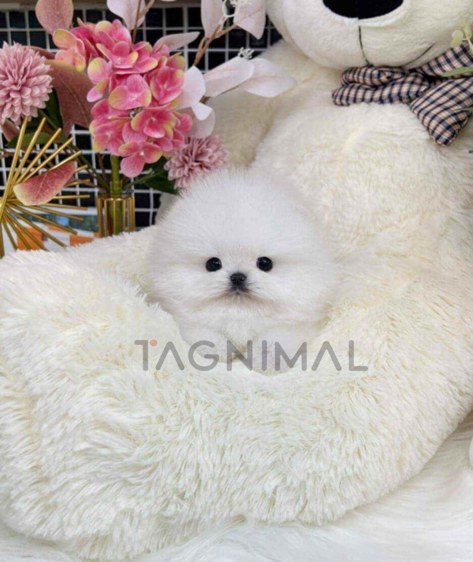 Pomeranian puppy for sale, dog for sale at Tagnimal