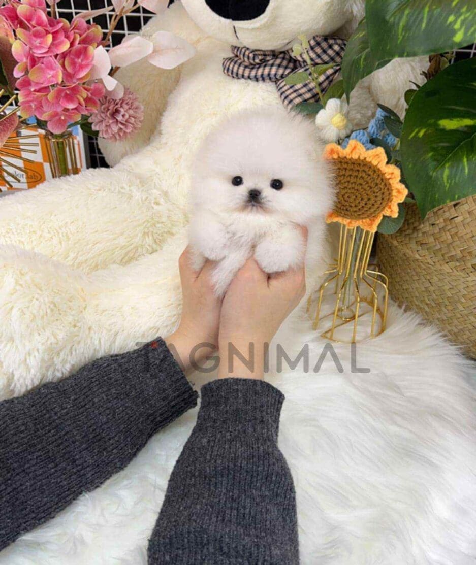 Pomeranian puppy for sale, dog for sale at Tagnimal