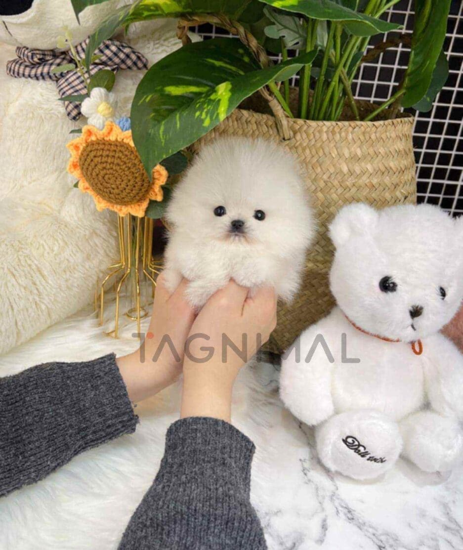 Pomeranian puppy for sale, dog for sale at Tagnimal