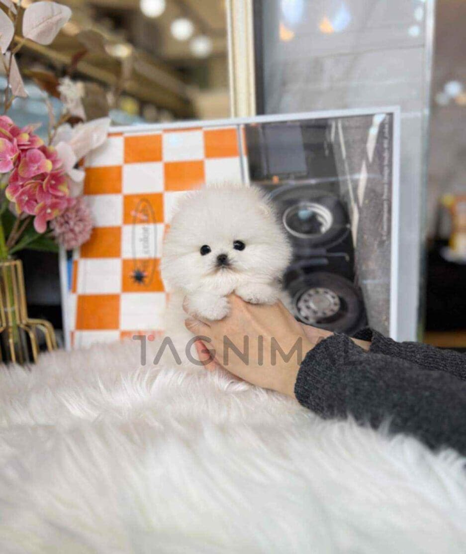 Pomeranian puppy for sale, dog for sale at Tagnimal