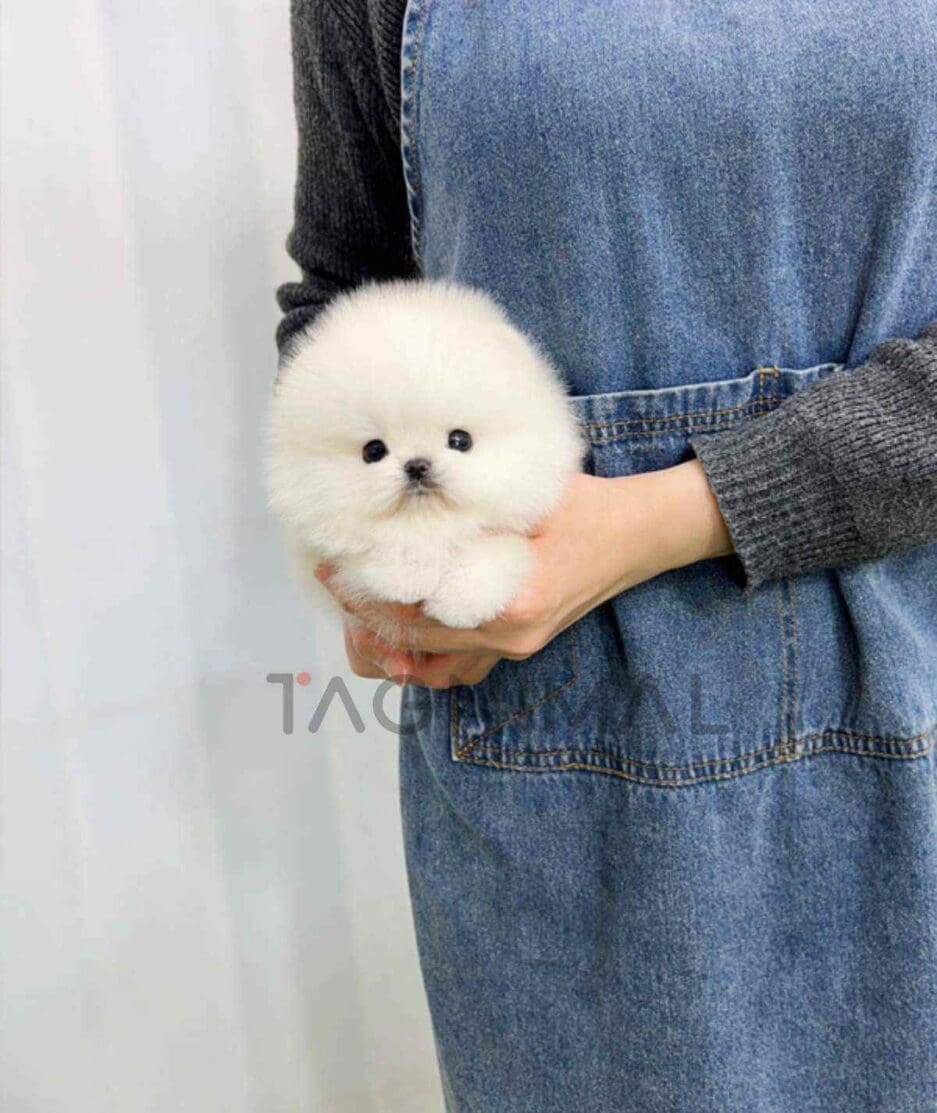 Pomeranian puppy for sale, dog for sale at Tagnimal