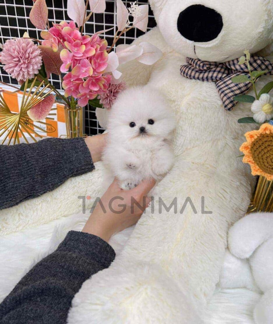 Pomeranian puppy for sale, dog for sale at Tagnimal