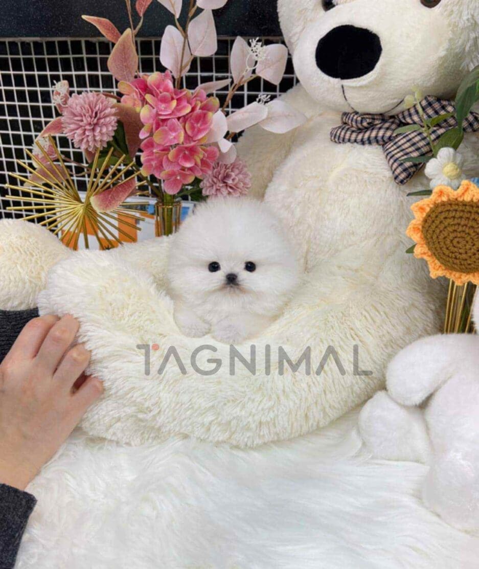 Pomeranian puppy for sale, dog for sale at Tagnimal