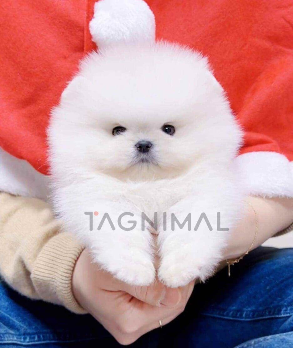 Pomeranian puppy for sale, dog for sale at Tagnimal