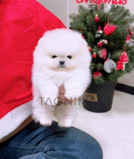 Pomeranian puppy for sale, dog for sale at Tagnimal