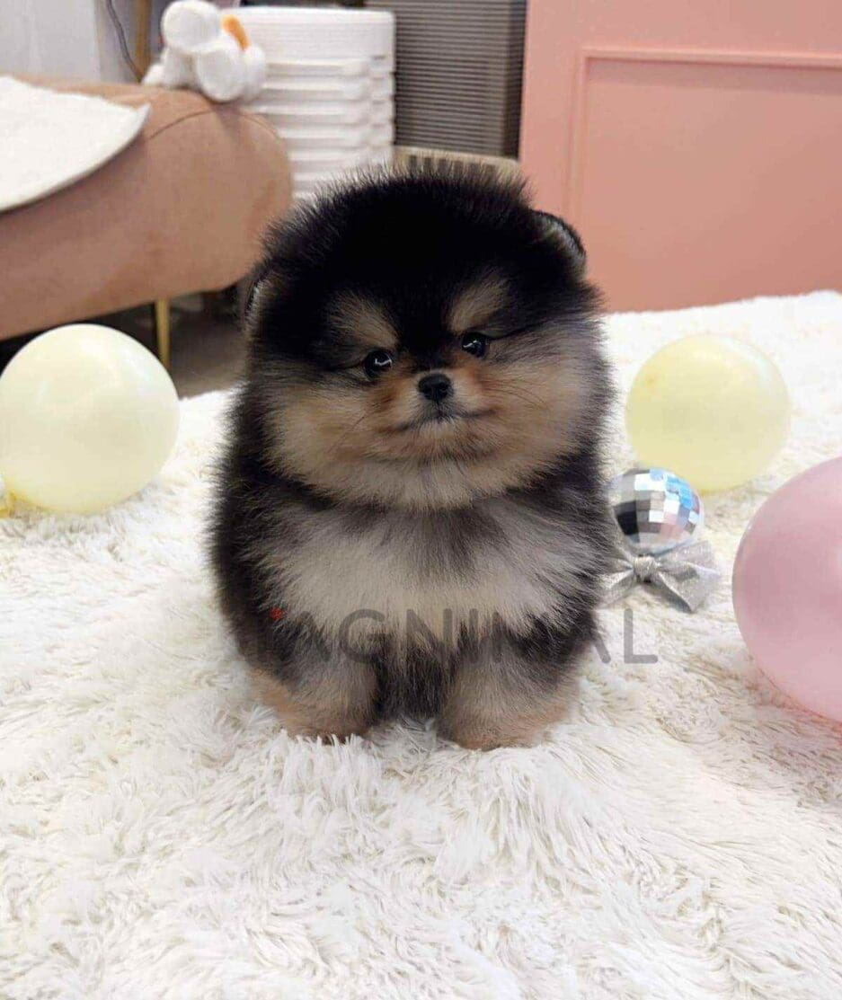 Pomeranian puppy for sale, dog for sale at Tagnimal