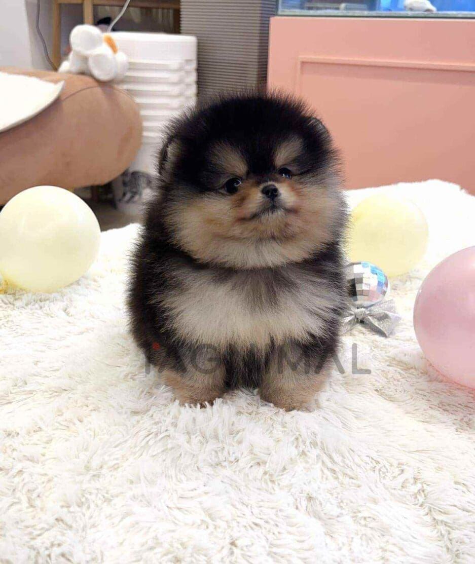 Pomeranian puppy for sale, dog for sale at Tagnimal