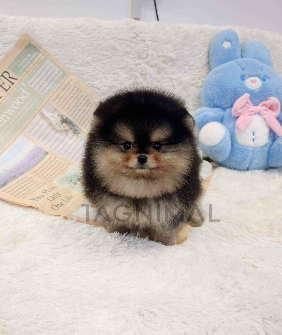 Pomeranian puppy for sale, dog for sale at Tagnimal