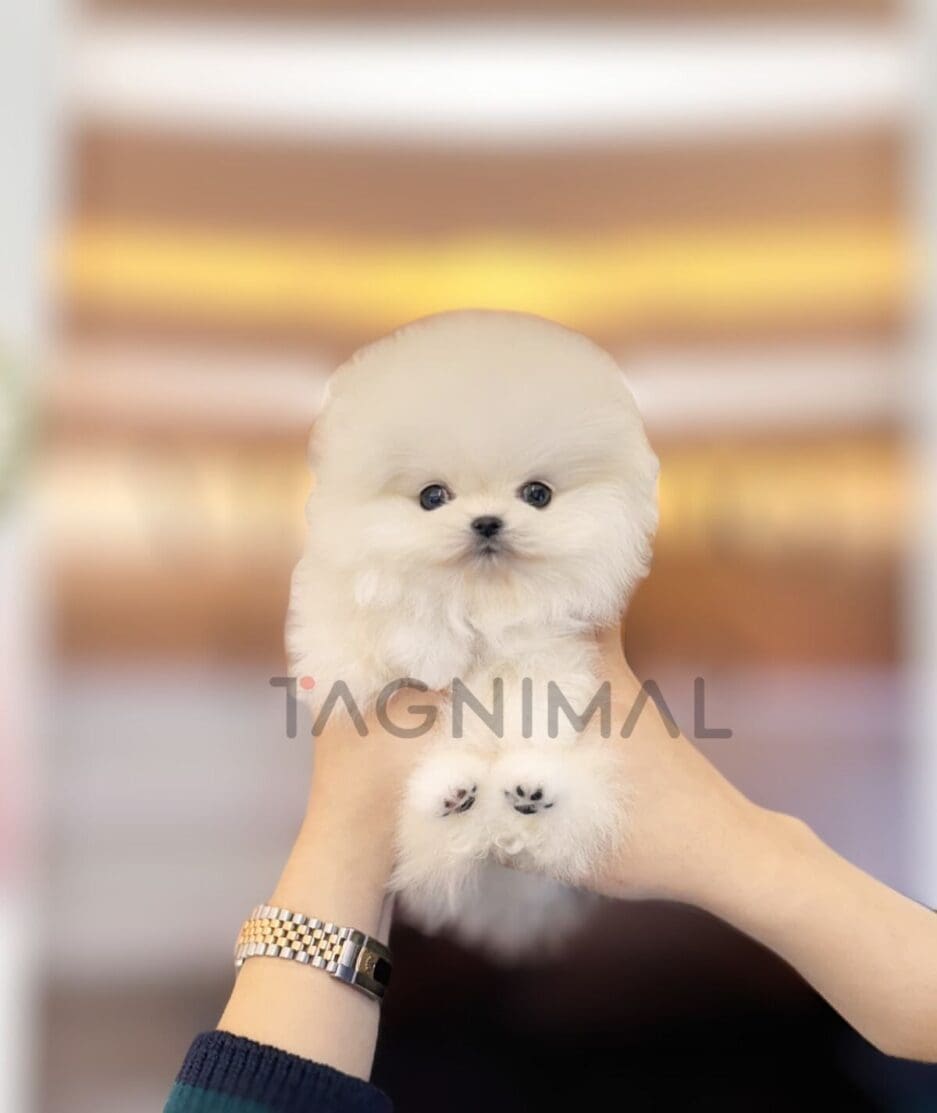 Pomeranian puppy for sale, dog for sale at Tagnimal