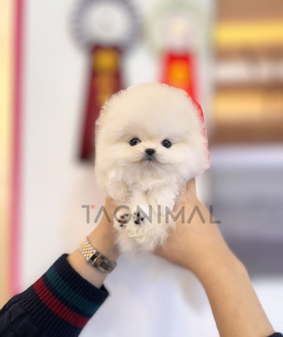 Pomeranian puppy for sale, dog for sale at Tagnimal