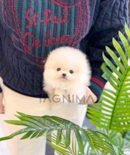 Pomeranian puppy for sale, dog for sale at Tagnimal