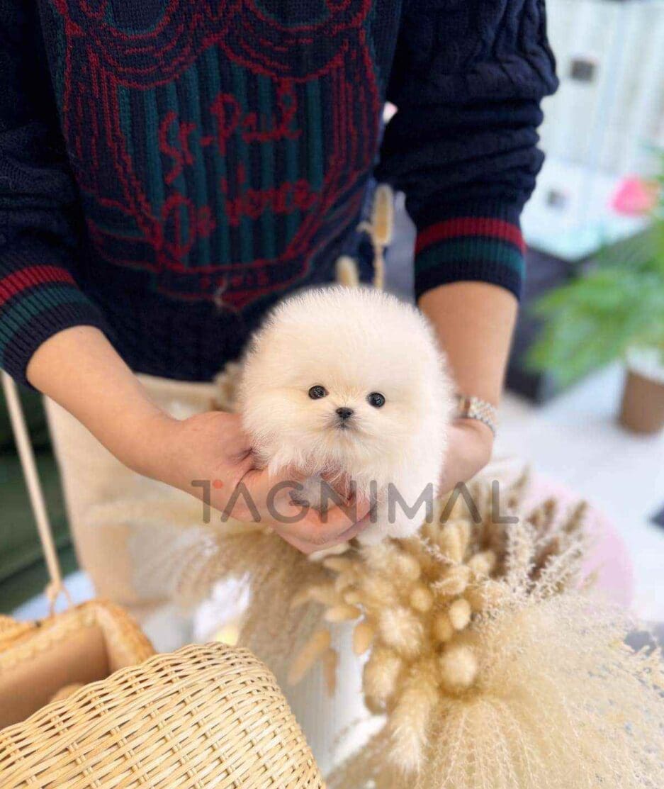 Pomeranian puppy for sale, dog for sale at Tagnimal