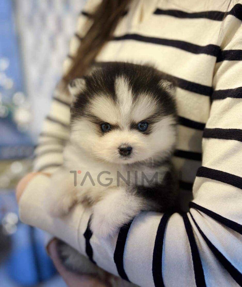 Pomsky puppy for sale, dog for sale at Tagnimal