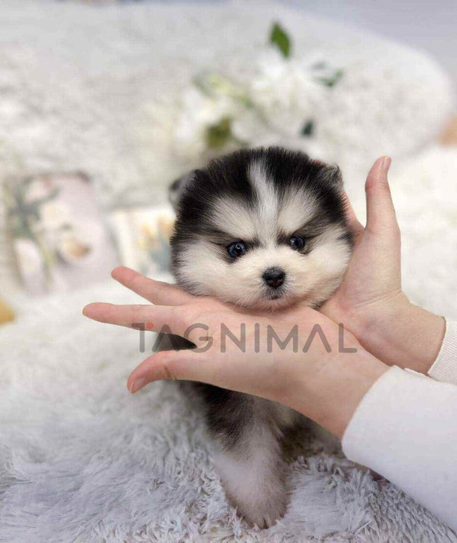 Pomsky puppy for sale, dog for sale at Tagnimal