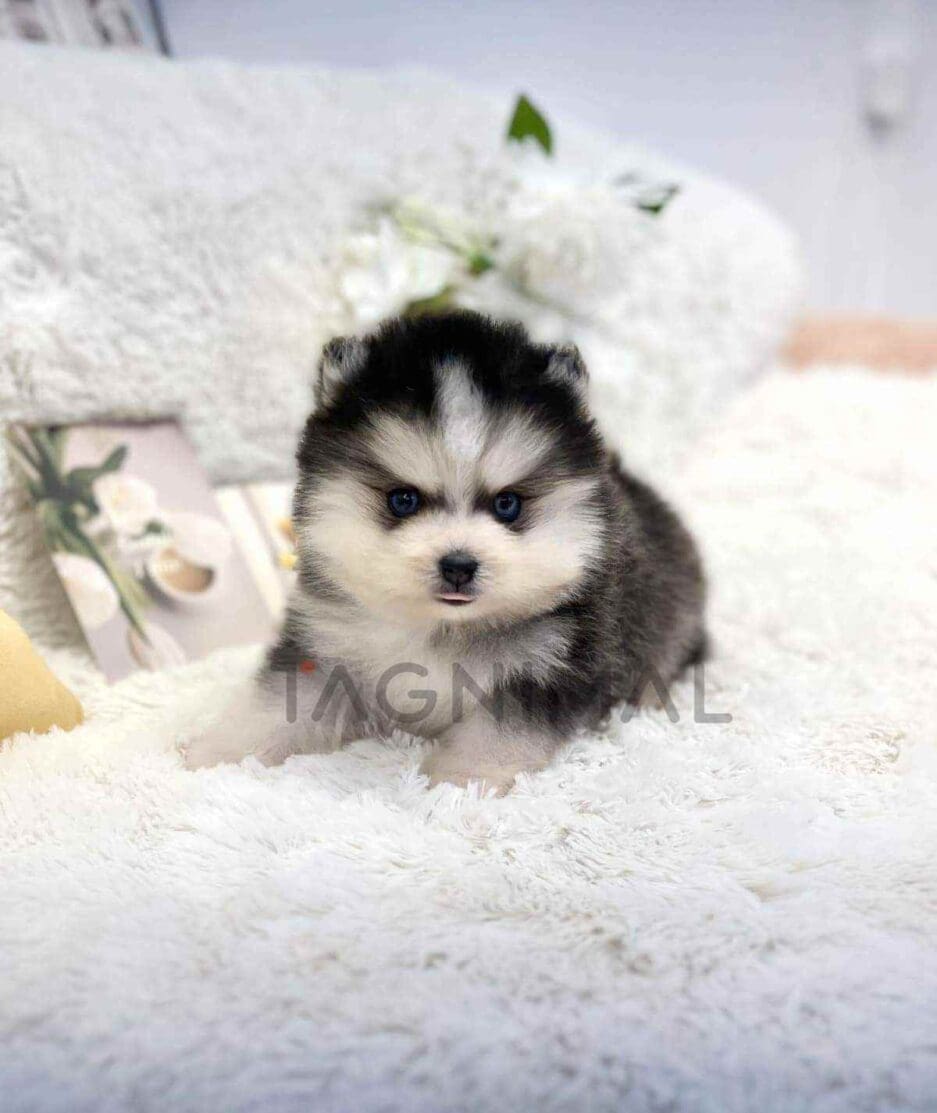 Pomsky puppy for sale, dog for sale at Tagnimal