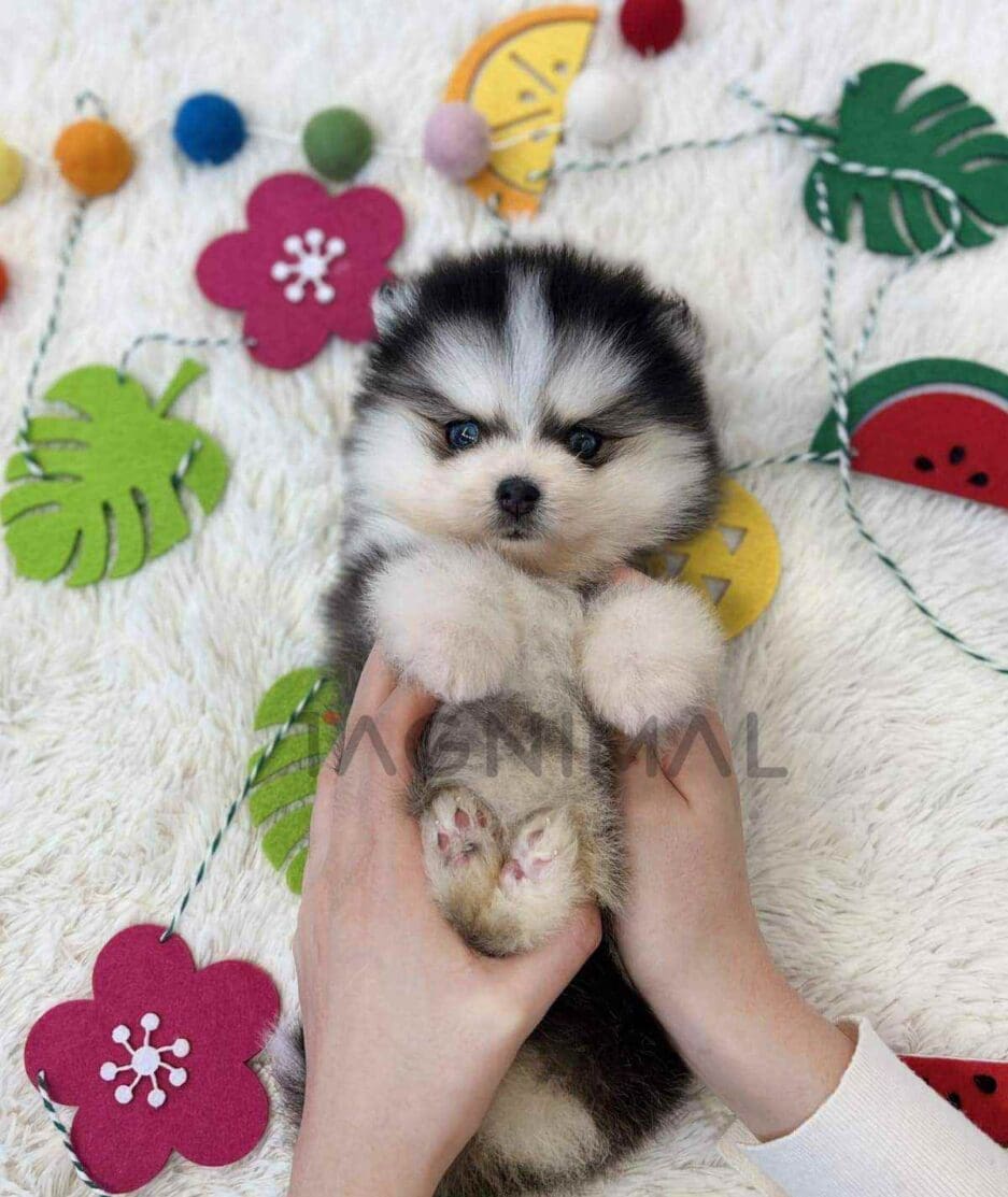 Pomsky puppy for sale, dog for sale at Tagnimal