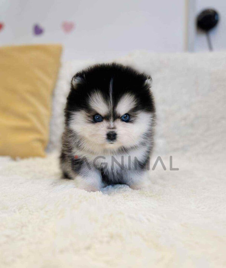 Pomsky puppy for sale, dog for sale at Tagnimal