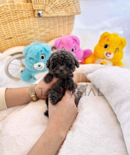 Poodle puppy for sale, dog for sale at Tagnimal