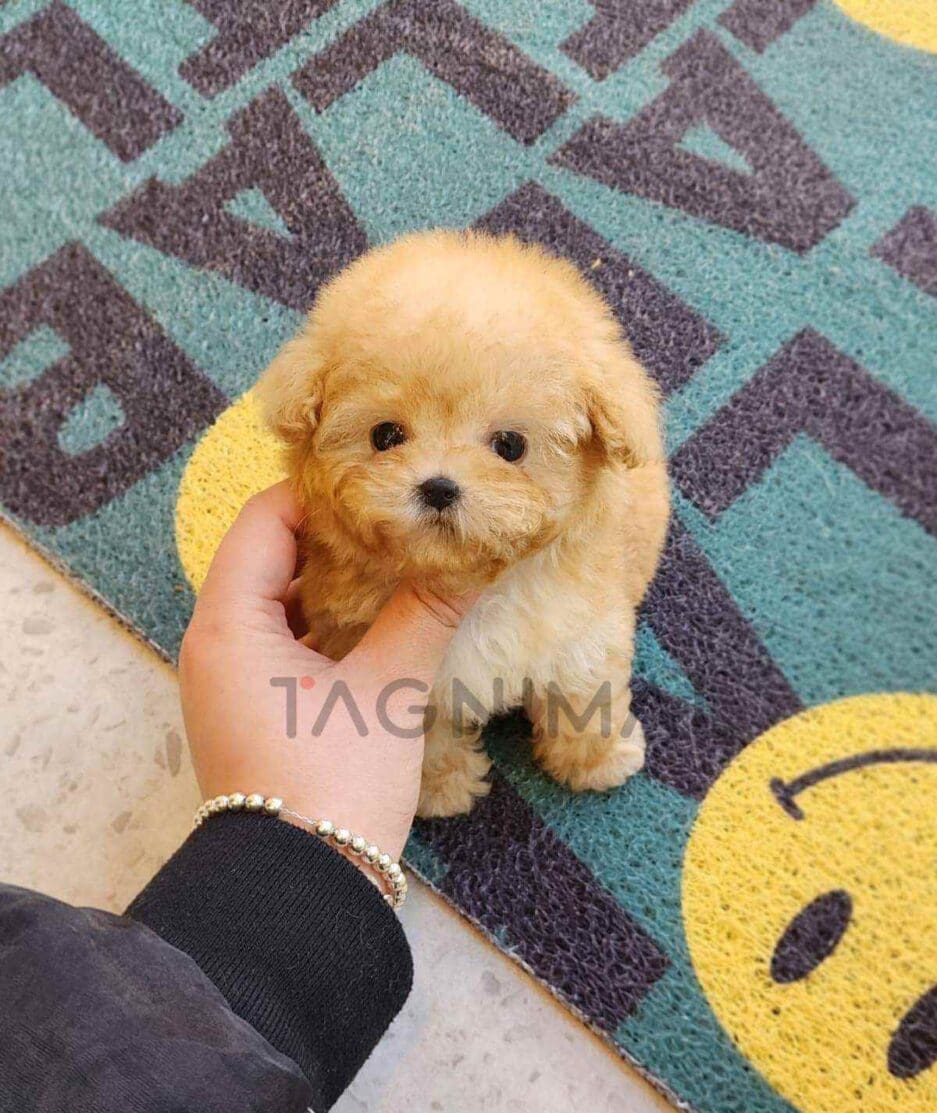 Poodle puppy for sale, dog for sale at Tagnimal