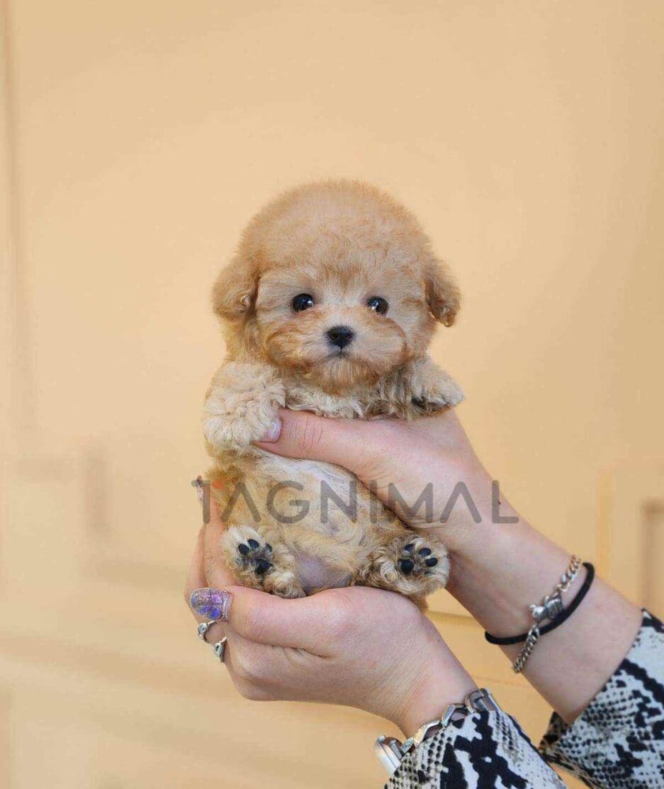 Poodle puppy for sale, dog for sale at Tagnimal