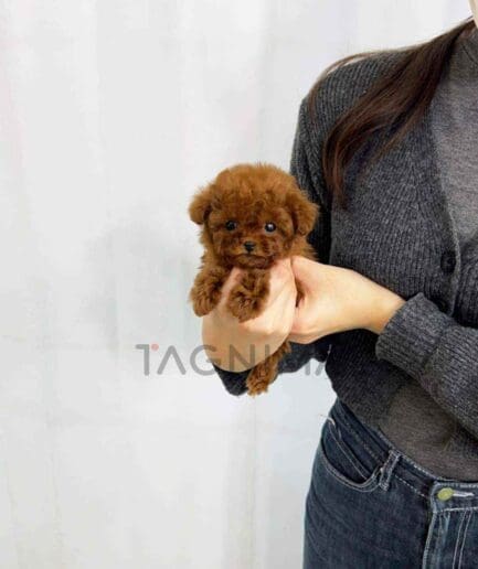 Poodle puppy for sale, dog for sale at Tagnimal