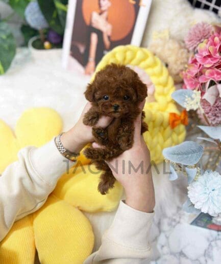 Poodle puppy for sale, dog for sale at Tagnimal