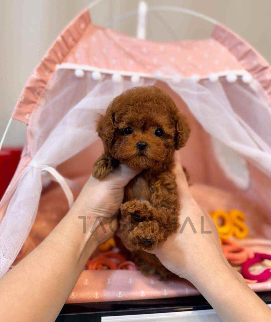 Poodle puppy for sale, dog for sale at Tagnimal