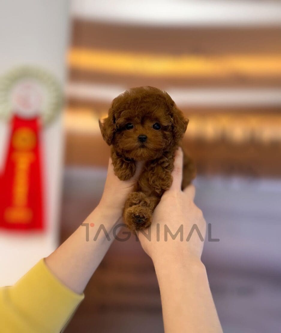 Poodle puppy for sale, dog for sale at Tagnimal