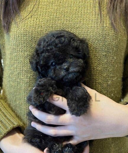 Poodle puppy for sale, dog for sale at Tagnimal