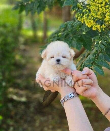 Poodle puppy for sale, dog for sale at Tagnimal