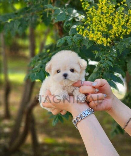 Poodle puppy for sale, dog for sale at Tagnimal