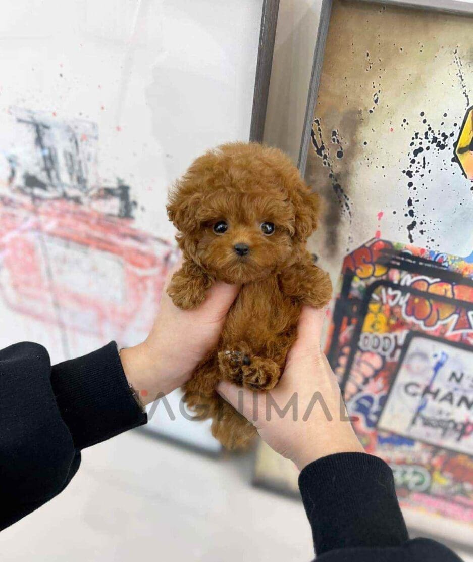 Poodle puppy for sale, dog for sale at Tagnimal