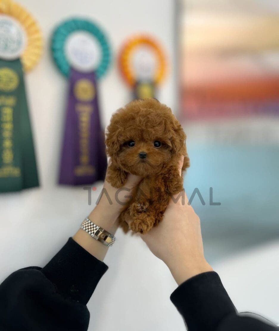 Poodle puppy for sale, dog for sale at Tagnimal