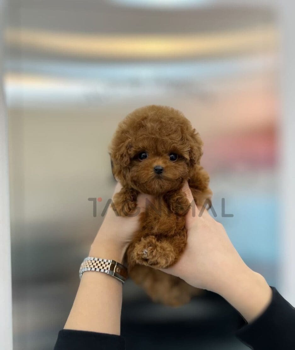 Poodle puppy for sale, dog for sale at Tagnimal