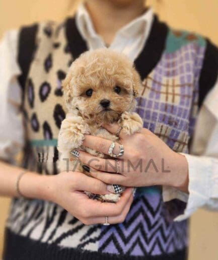 Poodle puppy for sale, dog for sale at Tagnimal