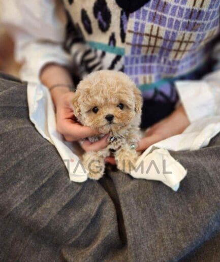 Poodle puppy for sale, dog for sale at Tagnimal