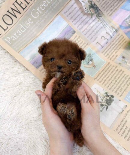 Poodle puppy for sale, dog for sale at Tagnimal