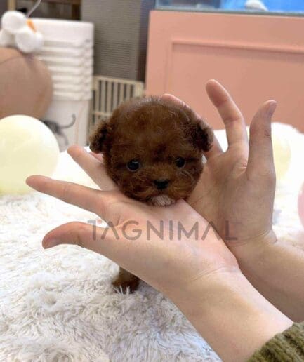 Poodle puppy for sale, dog for sale at Tagnimal