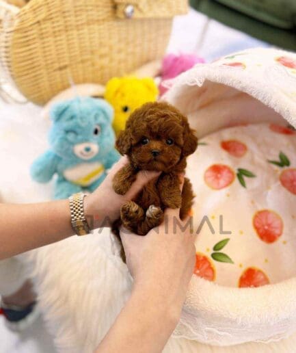 Poodle puppy for sale, dog for sale at Tagnimal