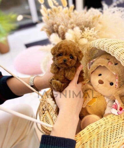 Poodle puppy for sale, dog for sale at Tagnimal