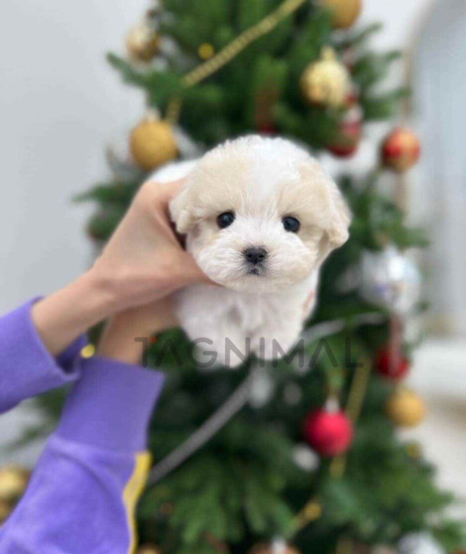 Poochon puppy for sale, dog for sale at Tagnimal