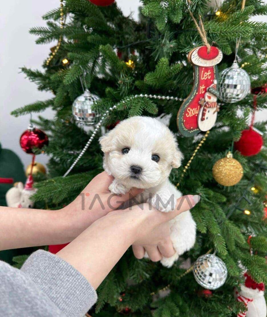 Poochon puppy for sale, dog for sale at Tagnimal