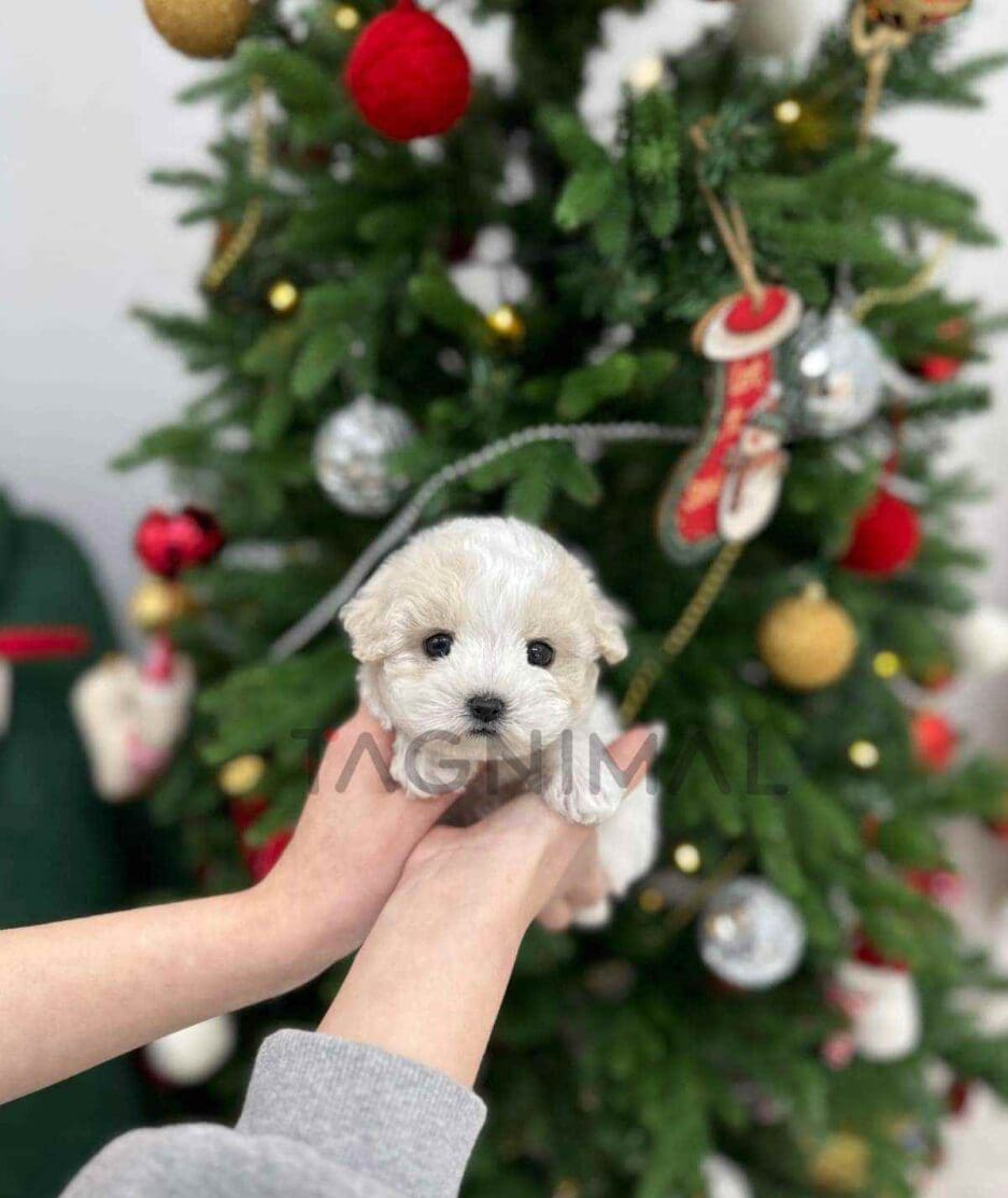 Poochon puppy for sale, dog for sale at Tagnimal