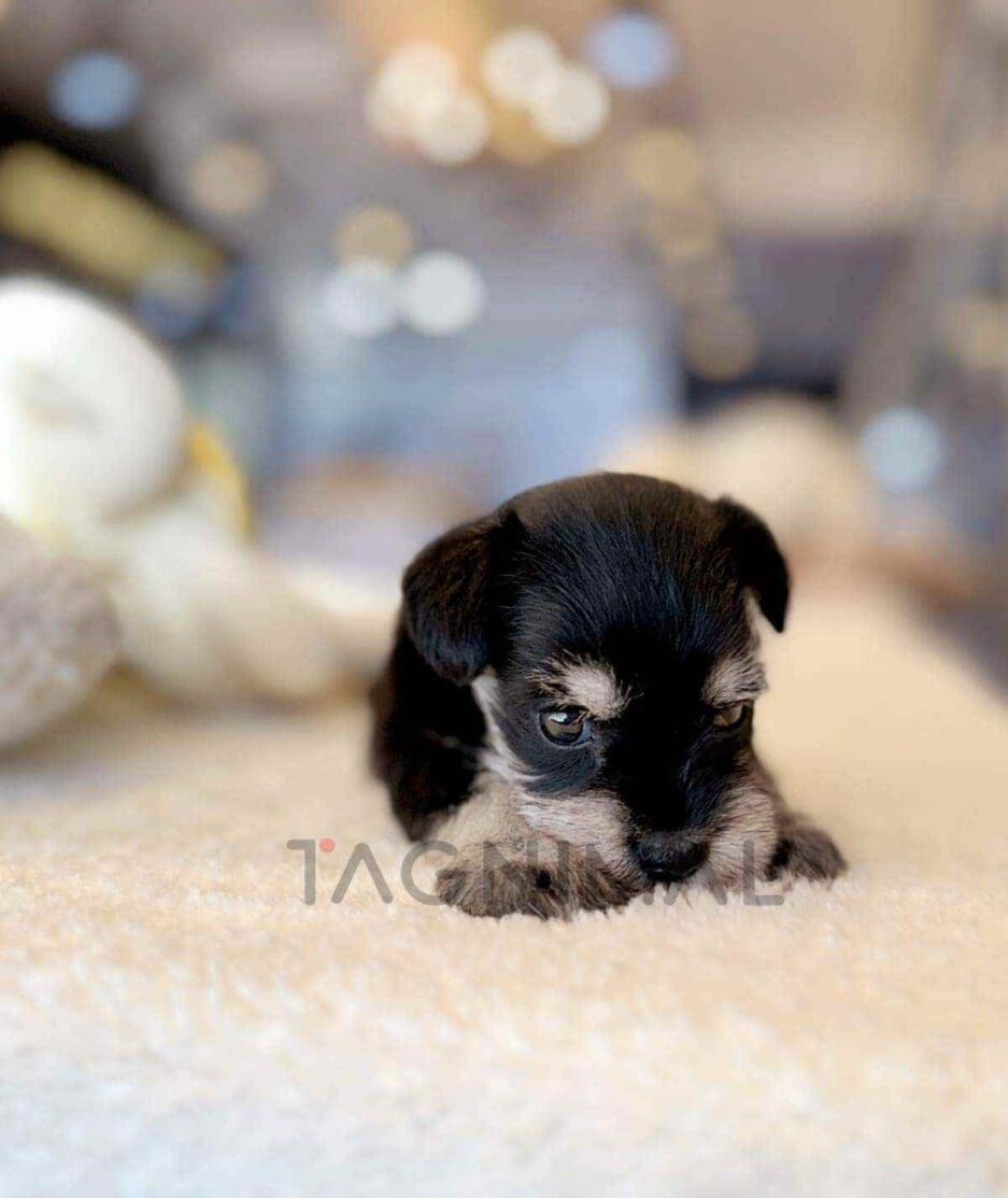 Schnauzer puppy for sale, dog for sale at Tagnimal