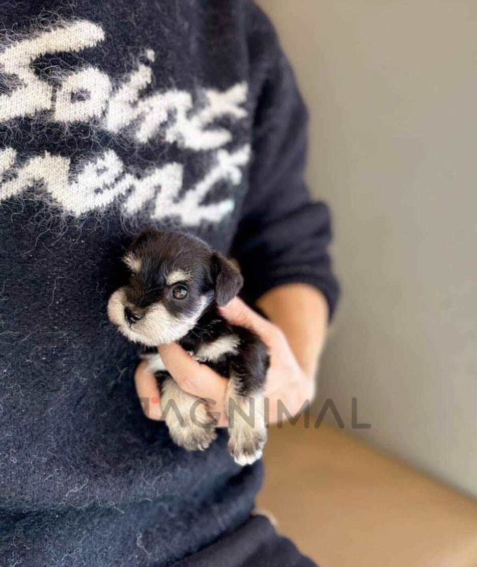 Schnauzer puppy for sale, dog for sale at Tagnimal